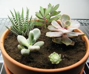 succulent garden 3